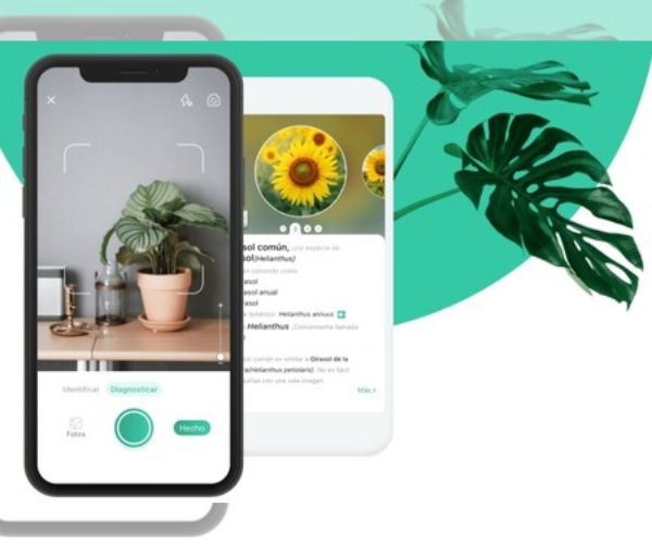 4 Aplicaciones para Descubrir Nombre de Plantas